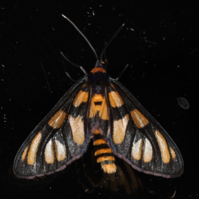 Amata (genus) (Handmaiden Moth) at Ainslie, ACT - 1 Jan 2020 by jbromilow50