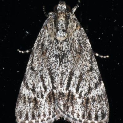 Spectrotrota fimbrialis (A Pyralid moth) at Ainslie, ACT - 1 Jan 2020 by jb2602