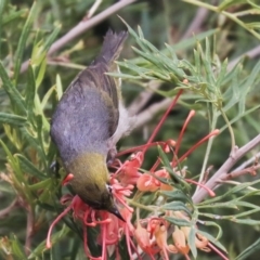 Zosterops lateralis at Higgins, ACT - 22 Dec 2019