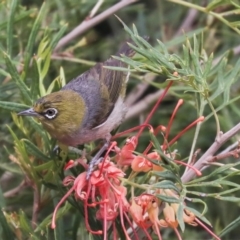 Zosterops lateralis at Higgins, ACT - 22 Dec 2019