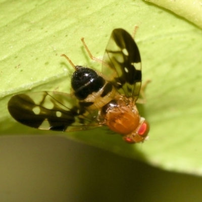 Acanthonevroides jarvisi (A fruit fly) at Higgins, ACT - 16 Nov 2019 by AlisonMilton