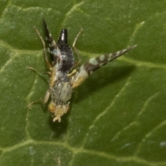 Tephritidae sp. (family) (Unidentified Fruit or Seed fly) at Higgins, ACT - 26 Dec 2019 by AlisonMilton