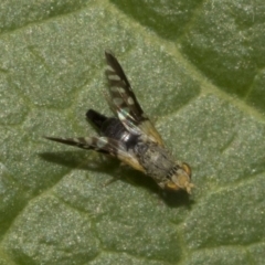 Tephritidae sp. (family) at Higgins, ACT - 26 Dec 2019 02:39 PM