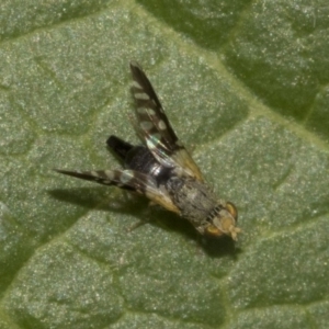 Tephritidae sp. (family) at Higgins, ACT - 26 Dec 2019