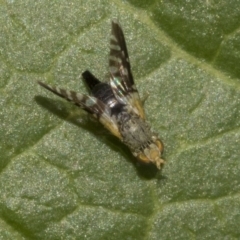 Tephritidae sp. (family) at Higgins, ACT - 26 Dec 2019 02:39 PM