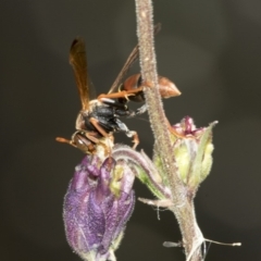 Polistes (Polistella) humilis (Common Paper Wasp) at Higgins, ACT - 16 Nov 2019 by AlisonMilton