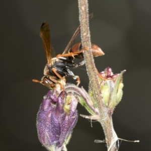 Polistes (Polistella) humilis at Higgins, ACT - 16 Nov 2019