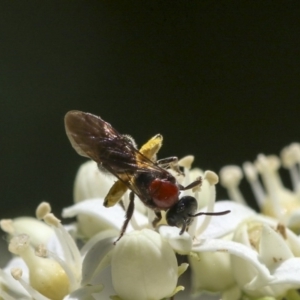 Lasioglossum (Callalictus) callomelittinum at Acton, ACT - 18 Nov 2019