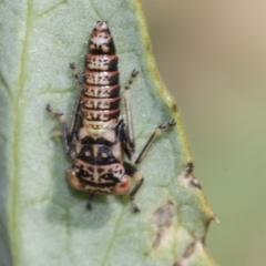 Cicadellidae (family) at Higgins, ACT - 16 Nov 2019