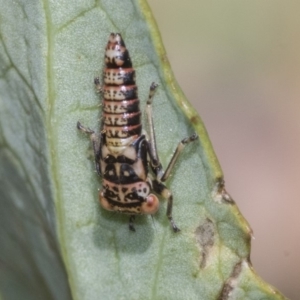 Cicadellidae (family) at Higgins, ACT - 16 Nov 2019 11:07 AM