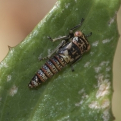 Cicadellidae (family) at Higgins, ACT - 16 Nov 2019 11:07 AM