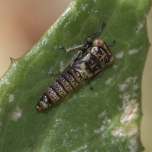 Cicadellidae (family) at Higgins, ACT - 16 Nov 2019