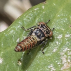 Cicadellidae (family) at Higgins, ACT - 16 Nov 2019 11:07 AM