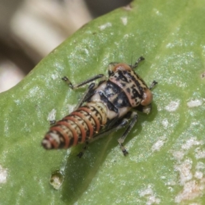 Cicadellidae (family) at Higgins, ACT - 16 Nov 2019