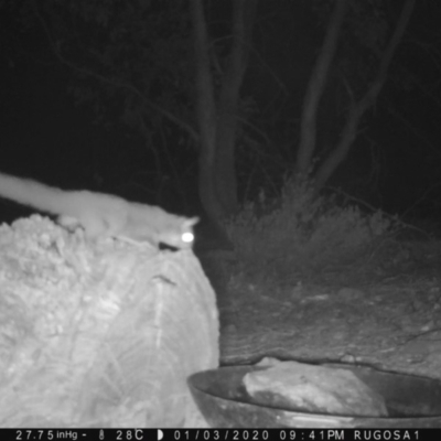 Petaurus notatus (Krefft’s Glider, Sugar Glider) at Yass River, NSW - 3 Jan 2020 by SenexRugosus