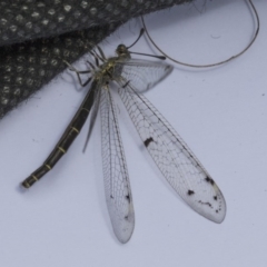 Bandidus canifrons (An Antlion Lacewing) at Higgins, ACT - 6 Nov 2019 by AlisonMilton