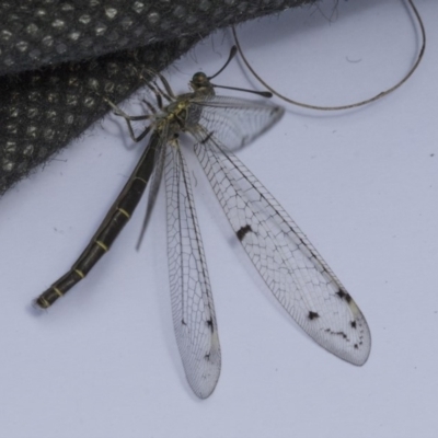 Bandidus canifrons (An Antlion Lacewing) at Higgins, ACT - 6 Nov 2019 by AlisonMilton