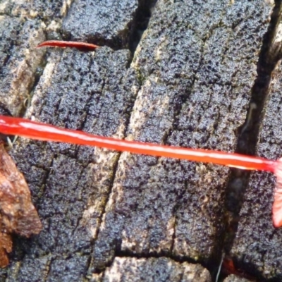 Cruentomycena viscidocruenta (Ruby Mycena) at Aranda, ACT - 29 Feb 2012 by JanetRussell