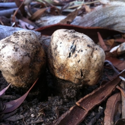 Pisolithus sp. (Pisolithus) at Aranda, ACT - 23 Mar 2014 by JanetRussell