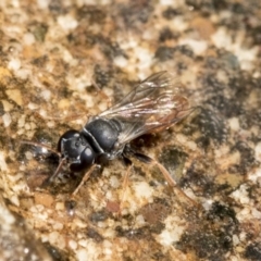 Crabroninae (subfamily) (Unidentified solitary wasp) at Higgins, ACT - 28 Dec 2019 by AlisonMilton