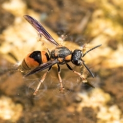 Paralastor sp. (genus) (Potter Wasp) at Higgins, ACT - 28 Dec 2019 by AlisonMilton