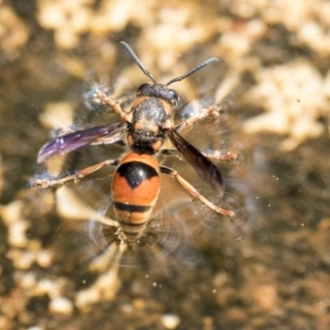 Paralastor sp. (genus) at Higgins, ACT - 28 Dec 2019