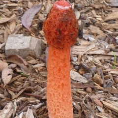 Phallus rubicundus (Phallus rubicundus) at Aranda, ACT - 5 Apr 2012 by JanetRussell