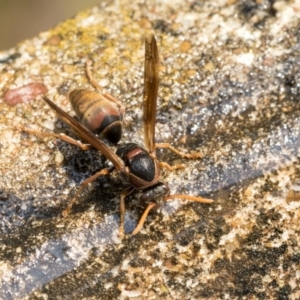 Polistes (Polistella) humilis at Higgins, ACT - 28 Dec 2019