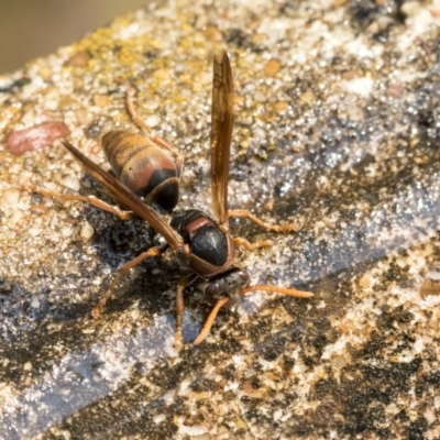 Polistes (Polistella) humilis (Common Paper Wasp) at Higgins, ACT - 27 Dec 2019 by AlisonMilton