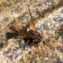 Polistes (Polistella) humilis at Higgins, ACT - 28 Dec 2019