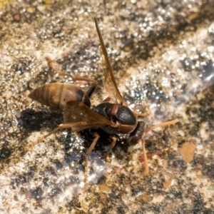 Polistes (Polistella) humilis at Higgins, ACT - 28 Dec 2019