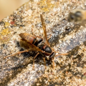 Polistes (Polistella) humilis at Higgins, ACT - 28 Dec 2019