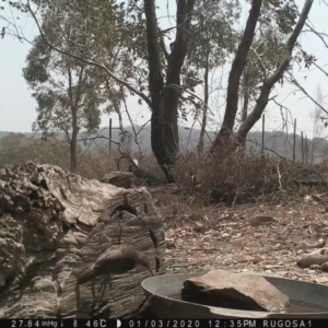 Cormobates leucophaea at Yass River, NSW - 3 Jan 2020 12:35 PM