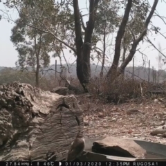 Cormobates leucophaea at Yass River, NSW - 3 Jan 2020