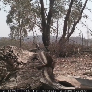 Cormobates leucophaea at Yass River, NSW - 3 Jan 2020 12:35 PM