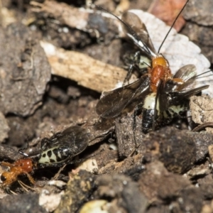 Braconidae (family) at Higgins, ACT - 28 Dec 2019 03:25 PM