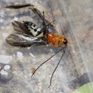 Braconidae (family) at Higgins, ACT - 28 Dec 2019 03:25 PM