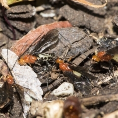 Braconidae (family) at Higgins, ACT - 28 Dec 2019 03:25 PM