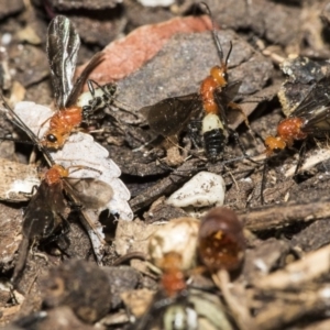 Braconidae (family) at Higgins, ACT - 28 Dec 2019 03:25 PM