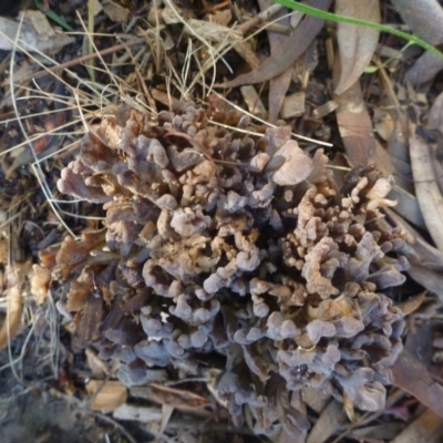 Clavulina sp. (A coral fungus) at Aranda, ACT - 12 Apr 2014 by JanetRussell