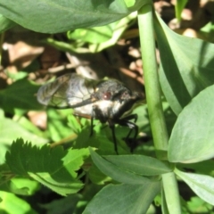 Psaltoda moerens (Redeye cicada) at Campbell, ACT - 15 Dec 2019 by Campbell2612