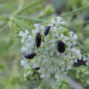 Dermestidae sp. (family) at Tennent, ACT - 11 Nov 2019