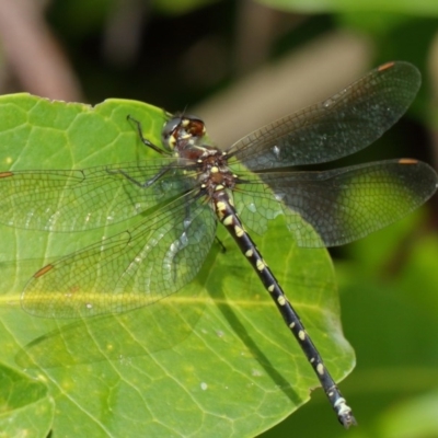 Synthemis eustalacta (Swamp Tigertail) at Hackett, ACT - 26 Feb 2019 by TimL