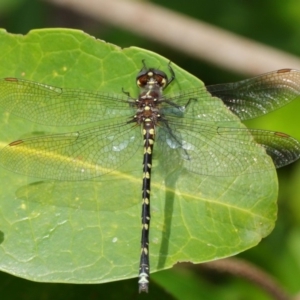 Synthemis eustalacta at Hackett, ACT - 26 Feb 2019