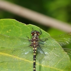 Synthemis eustalacta at Hackett, ACT - 26 Feb 2019