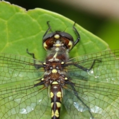 Synthemis eustalacta at Hackett, ACT - 26 Feb 2019