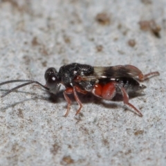 Chalcididae (family) (Unidentified chalcid wasp) at Acton, ACT - 11 Jun 2019 by TimL