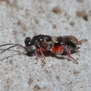 Chalcididae (family) at Acton, ACT - 11 Jun 2019