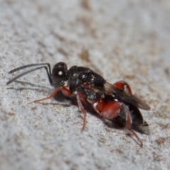 Chalcididae (family) at Acton, ACT - 11 Jun 2019 12:34 PM
