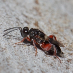 Chalcididae (family) at Acton, ACT - 11 Jun 2019 12:34 PM